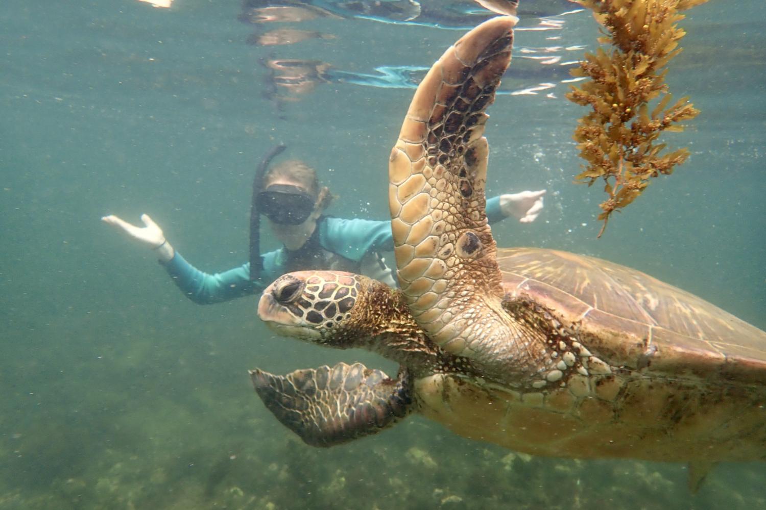 一名<a href='http://9a8w.kshgxm.com'>博彩网址大全</a>学生在Galápagos群岛游学途中与一只巨龟游泳.